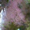 Royal Purple Smokebush #5 - Image 3
